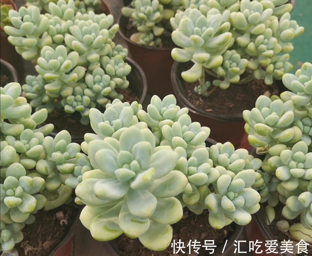 冬天养多肉,有“3怕1喜”,做好了才能安全过冬