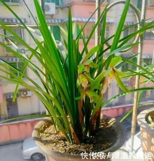 旧筷子养花真不错,直接插在花盆里,这次浇水心里有数了