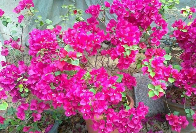 盆景|三角梅养成盆景又美又飒,爬成花墙热情浪漫,爆花成球秘诀在这