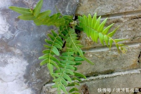 农村常见的一种“吸毒”野草，泡酒服用，祛风活血能治跌打损伤