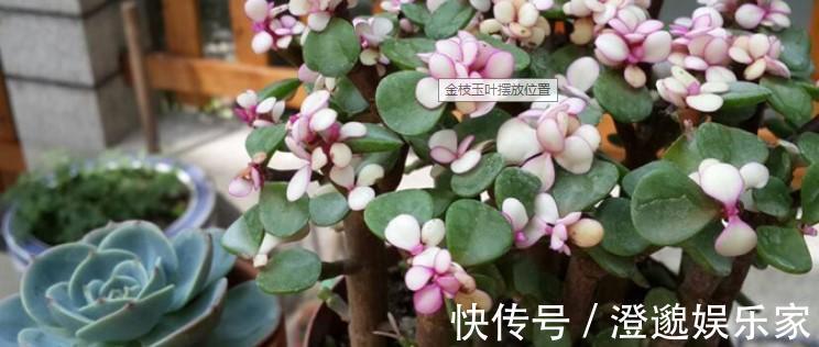 修剪|养了5年金枝玉叶修剪学点小方法,新芽嫩叶蹭蹭往外长!