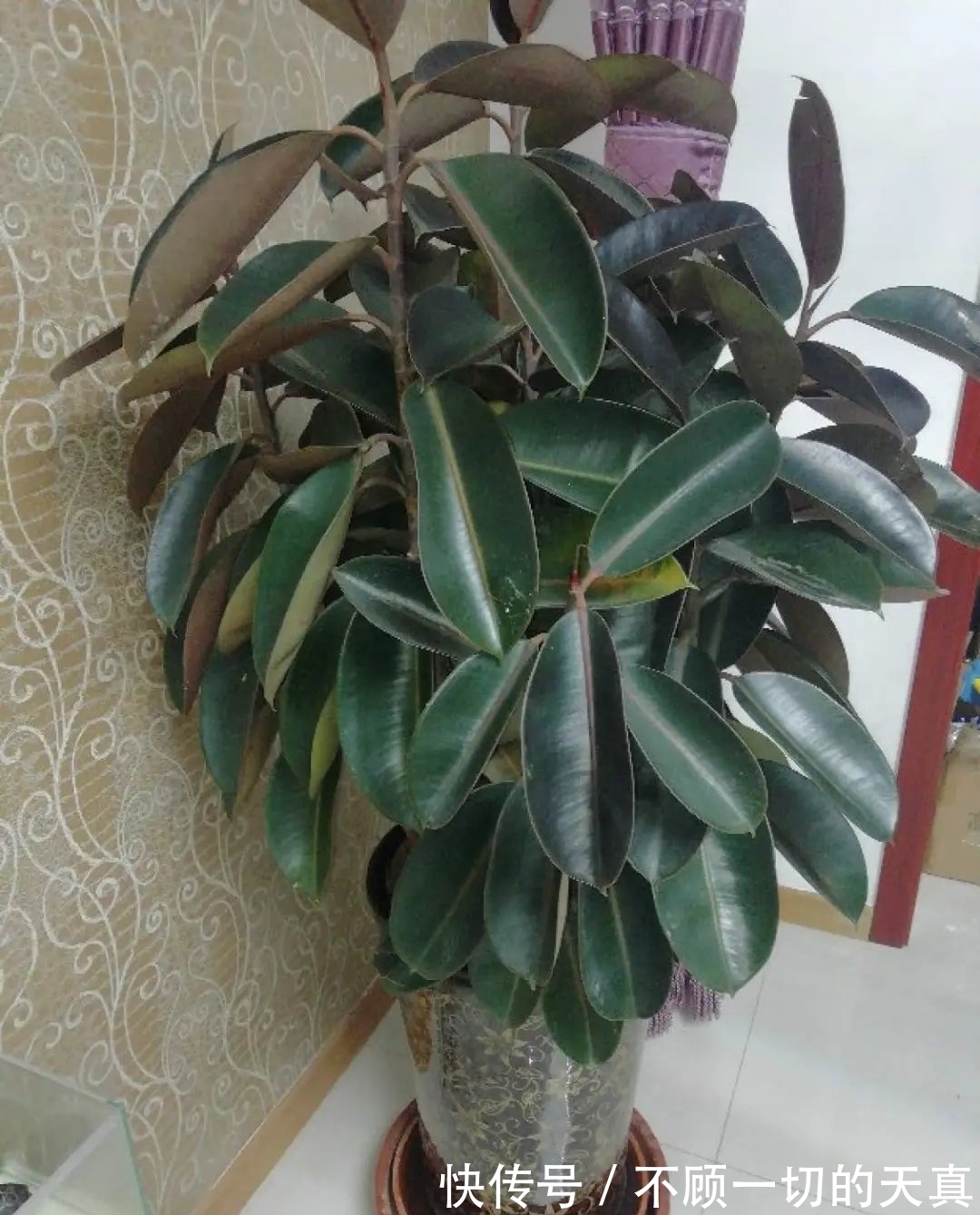 15种常见花，冬天浇水有讲究，小心越浇花越死