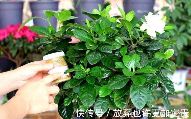 修剪|栀子花买到做3步，让它花全开，花后换盆强修剪，明年照样开爆盆