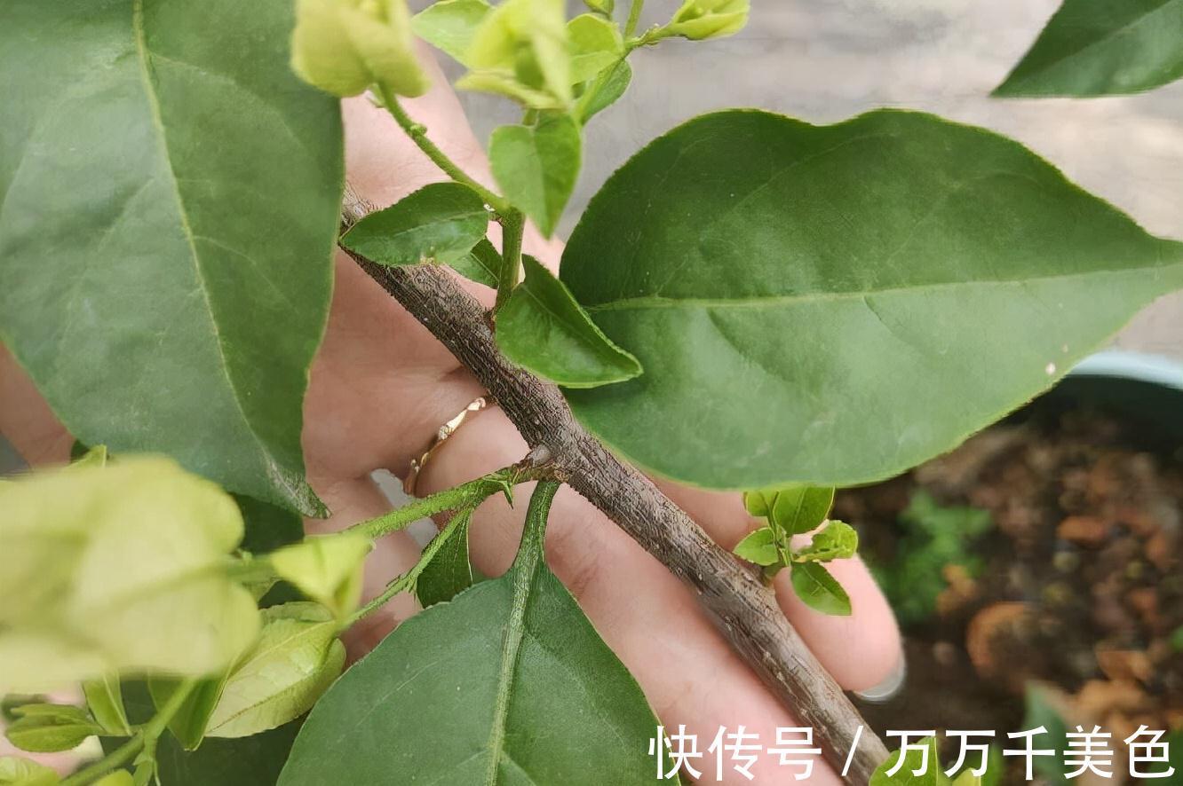 阳台养好三角梅，“3样”不能少，枝叶繁茂、朵朵花儿开鲜艳漂亮