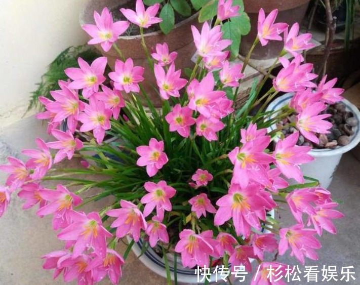 美女|4种“漂亮”的花,便宜又好养,10块钱“两盆”,每天有花赏!