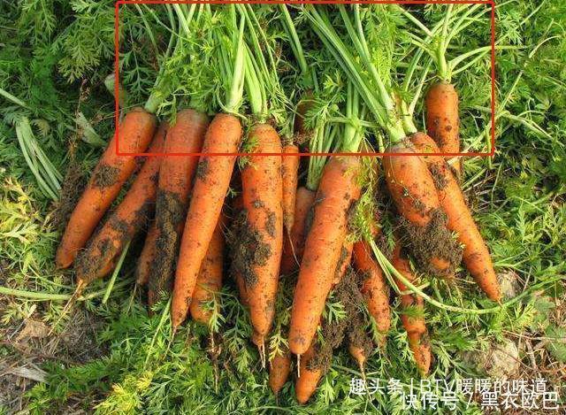 3种“宝贝”菜,经常被你当垃圾别再扔掉,最后一种补钙效果好