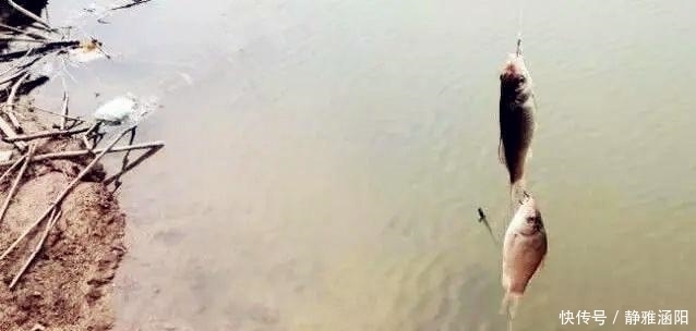 野钓|野钓最容易爆护的钓法，下钩几分钟就上鱼，没五年野钓经验玩不动
