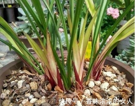 养兰花,“换盆”有3个小忌讳,避开后服盆快,开花多