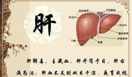 元气虚|老中医:如此养我们的心、肝、脾、肺,肾,能让五脏焕发活力