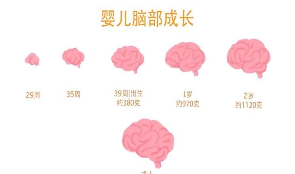 bbc|美国研究发现:宝宝大脑发育高峰期一生有两次,抓住一次受益一生