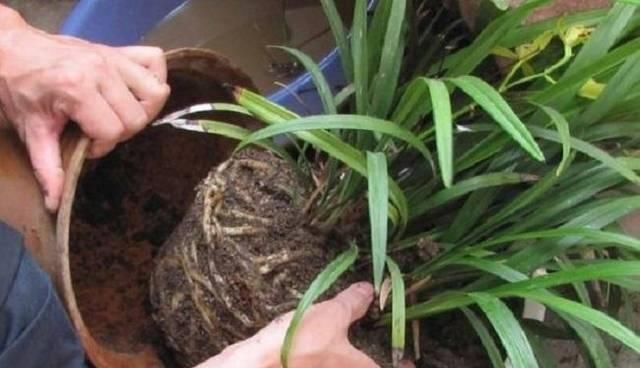 逛花市千万别买这3种花,内藏“猫腻”,买回家很难养活