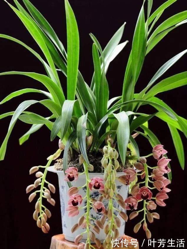 根系|花盆里埋点“它”，不烂根，不黄叶，杀菌消毒还透气，根壮花还旺