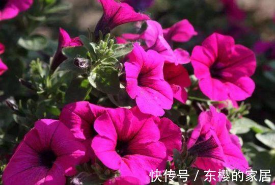 蒲包花蒲包花|农历7月8号起,最适合养这些花,花中劳模,花香四溢飘满屋