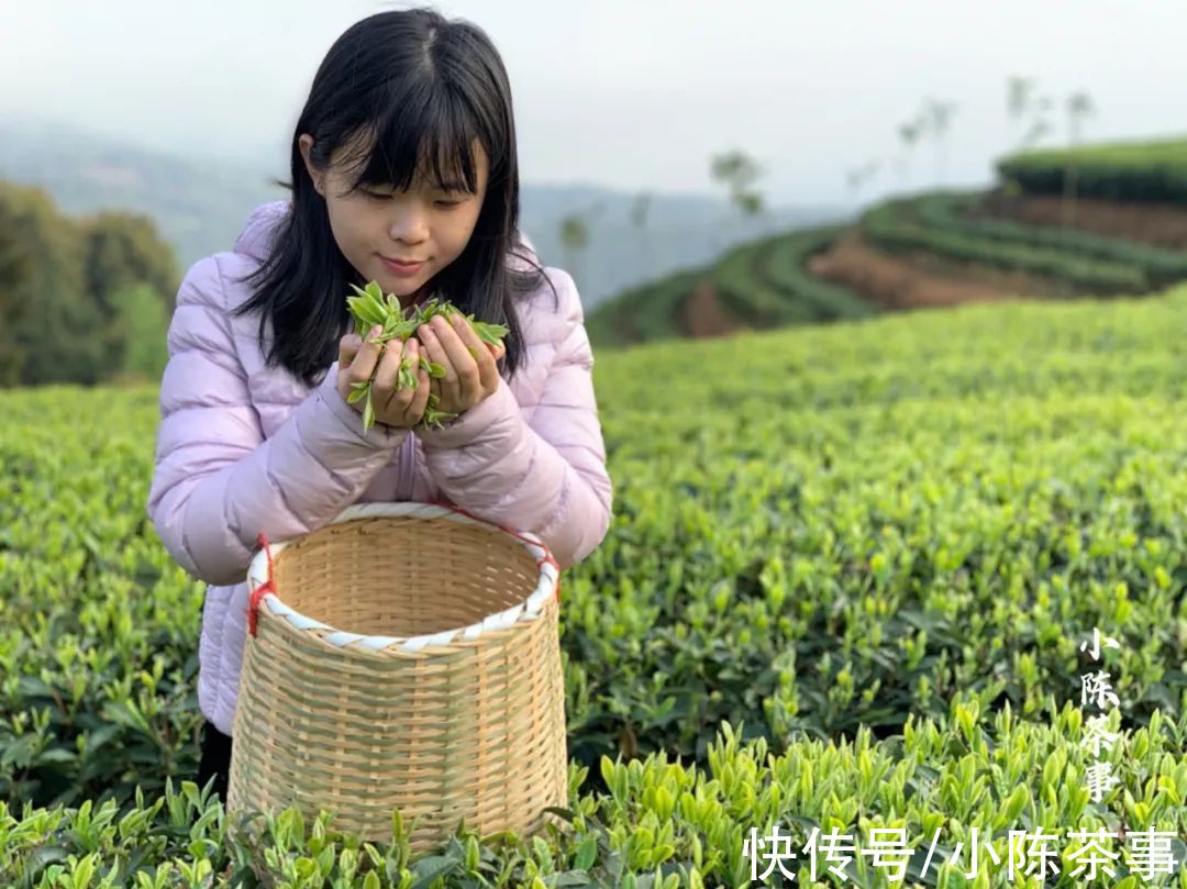 茶树|雨雪天气来袭，今年太姥山的白茶，武夷山的岩茶、红茶还好吗？