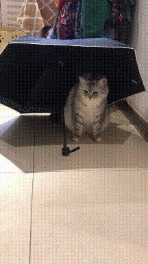 |搞笑GIF:妹子,难道你们这男厕所和女厕所不在一起?