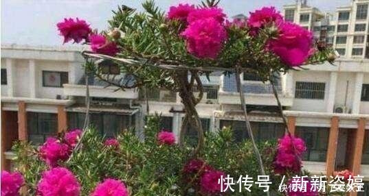 镇宅|3种“便宜花”这样养一养,一年变“老桩”,开花千朵还“镇宅”