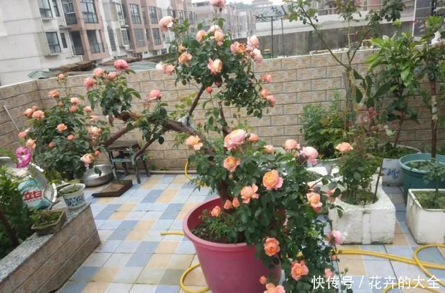 嫁接|3种花养在小盆里，2年变老桩，茎干粗壮开花香，1次能开50朵