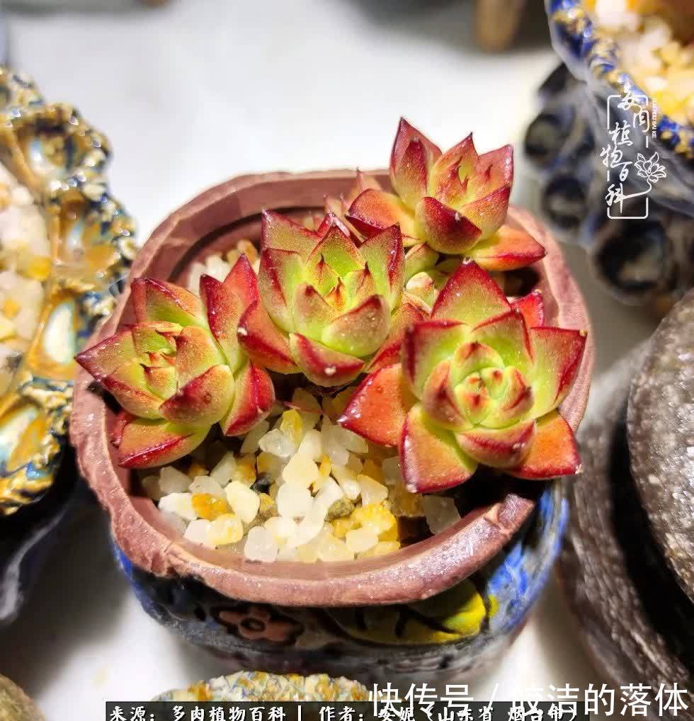 从无到有，四年坎坷多肉路，沉迷肉海难以自拔！