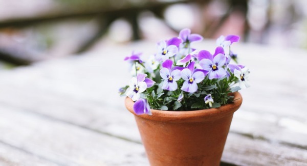 到了春天,规划给植物换盆的花友,该做到哪些事情?