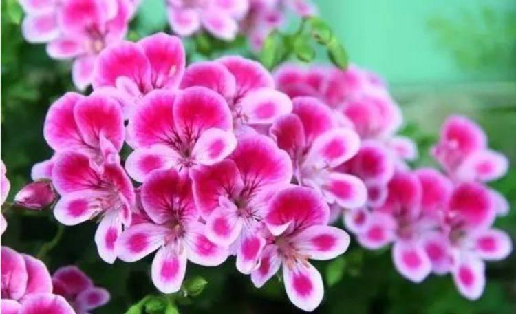 家里阳台种这些花朵,不用太管就能变花海,开花轻松爆,绚丽多彩