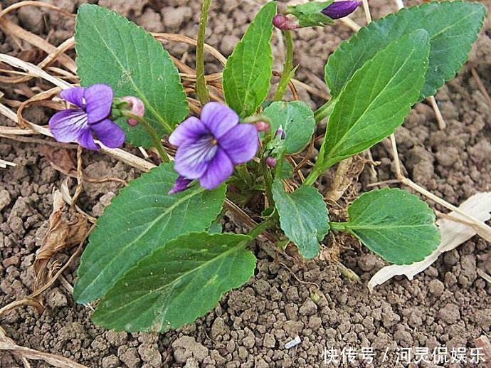 春花季|这花是神话里的美女变的，却在荒地里到处长，挖回家有大作用！