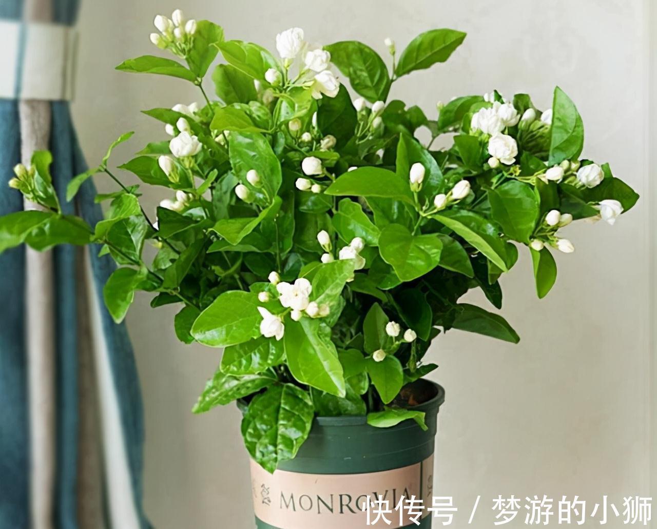 农历九月十八霜降后,养什么花?家里养3种花,平安喜乐合家幸福