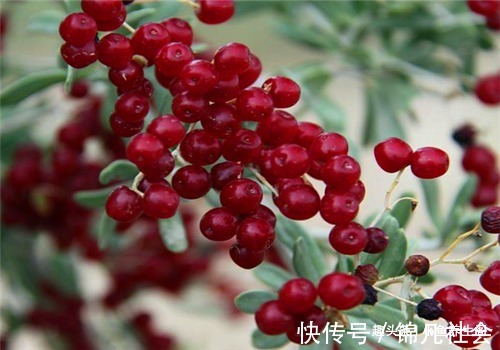 美白养颜|女性要美容,离不开4种食物,养护血管,清理垃圾,美白养颜