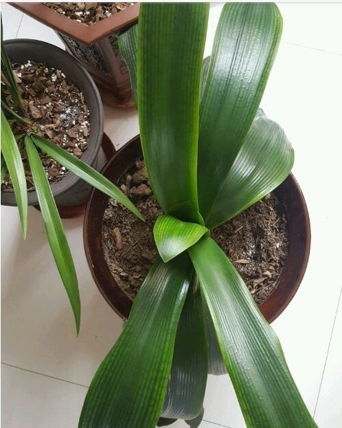 熊孩子|婆婆养了五年的君子兰,叶子被熊孩子剪光,没想到竟成了这样!
