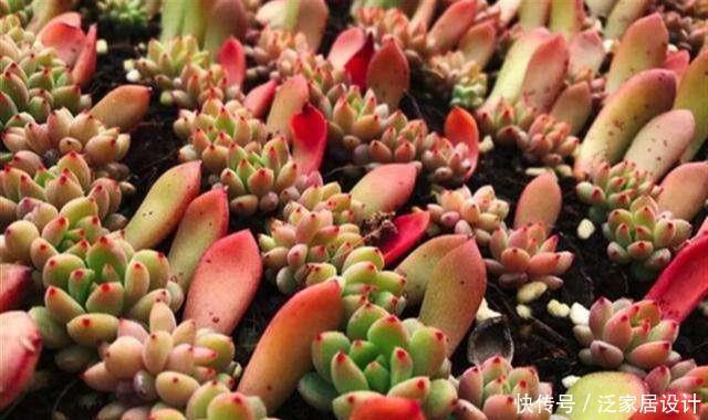 抓住春天扦插季,剪一个花枝,落地就生根,繁殖一堆小花苗