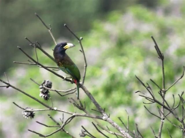 武汉第426个鸟类新记录 八分山顶发现大拟啄木鸟