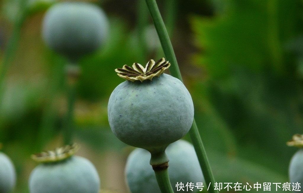 这花不能挖,是保护植物!盘点野外保护植物