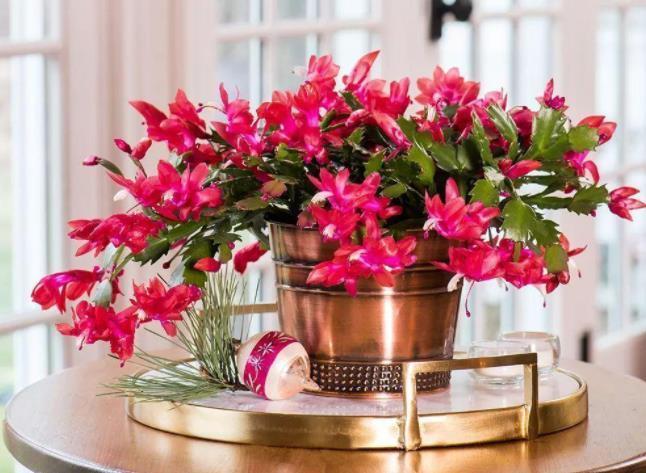 养6种花怕水多,烂根又烂叶,水少长势旺,开花开得多