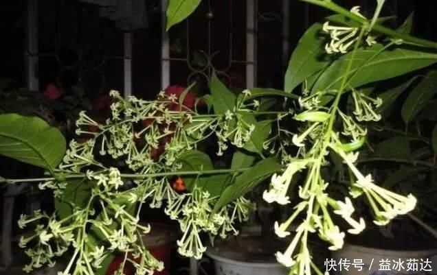 夜来香|这种花比桂花香,比茉莉好闻,家里养一盆,能薰一室香