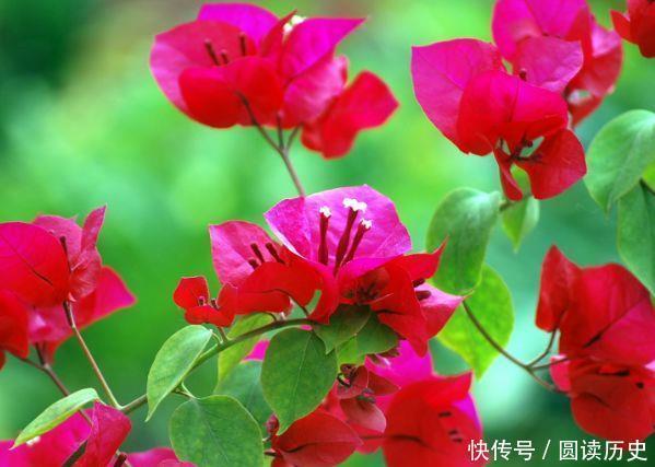 三角梅|喜欢赏花,就养此4款小花,芳香四溢,比香水都好闻