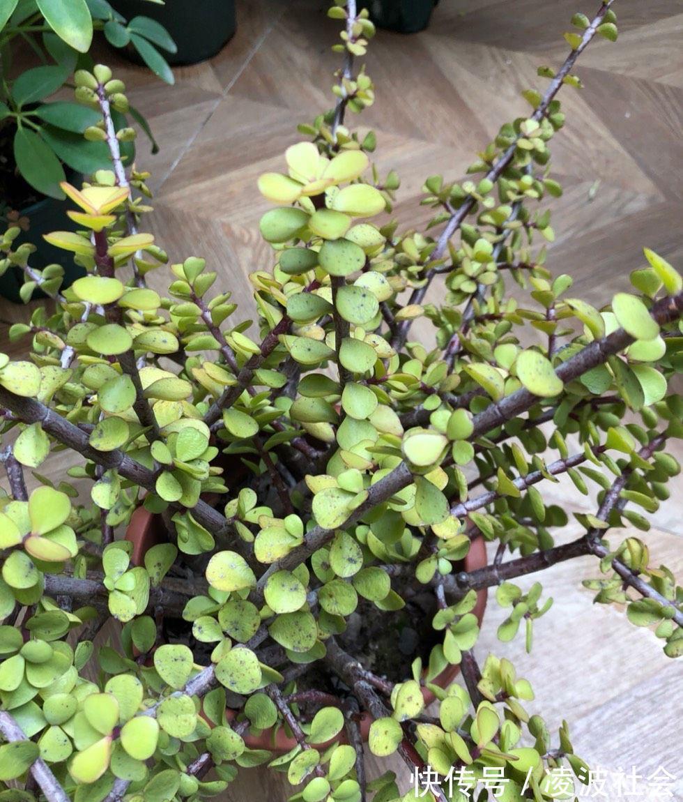 养金枝玉叶,做到4点,长成粗壮老桩,漂亮又精致