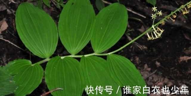 野菜|农村常吃的野生植物，只有几片叶子，有钱人都爱的不行！