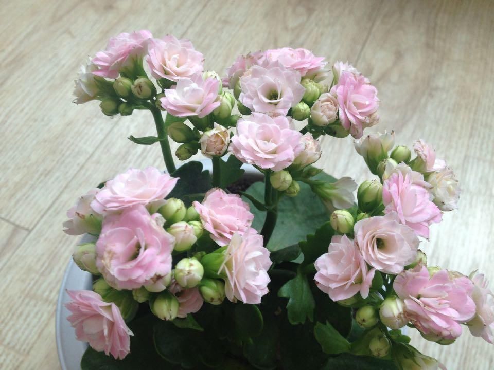 肯尼亚山|想养长寿花？快来挑品种，挑得好胜过养得好