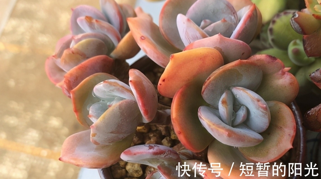 如果不说是白凤，大家能认得出来吗？控养的白凤，完美逆袭