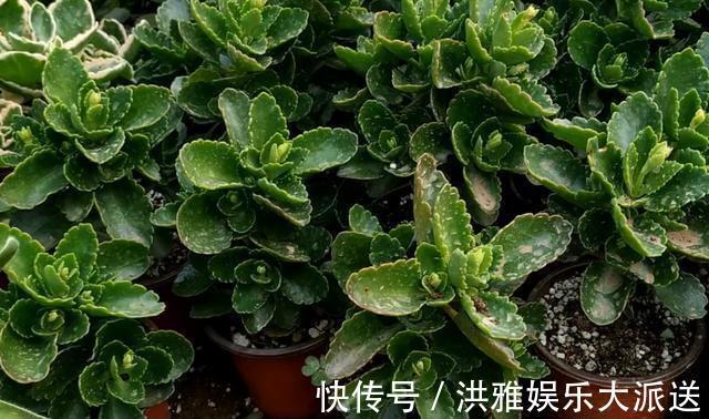 养花|养花先“养根”，高手用一招，养出根系“一尺长”，开花特别旺