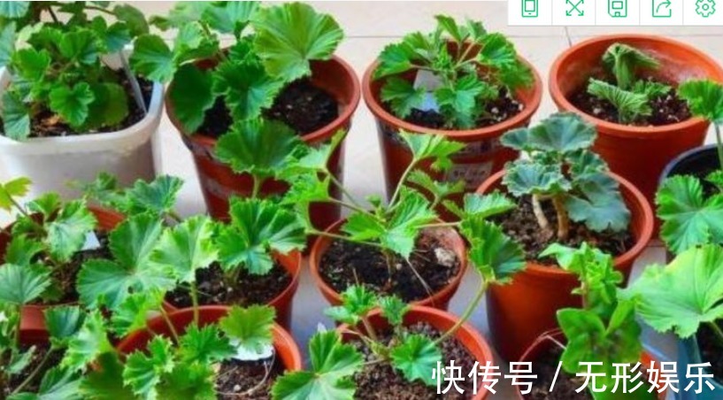 4种花“随手”掐根枝,插土里就活,7天生根,立夏花开爆满盆!