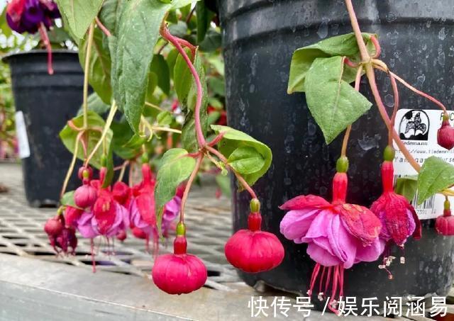 夏天|10种不能淋雨的花，淋完雨就死，盆栽养花注意事项