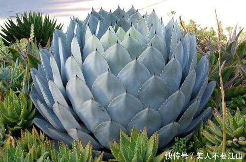 5种多肉植物，耐寒又好养，冻一冻颜色更好看，值得拥有