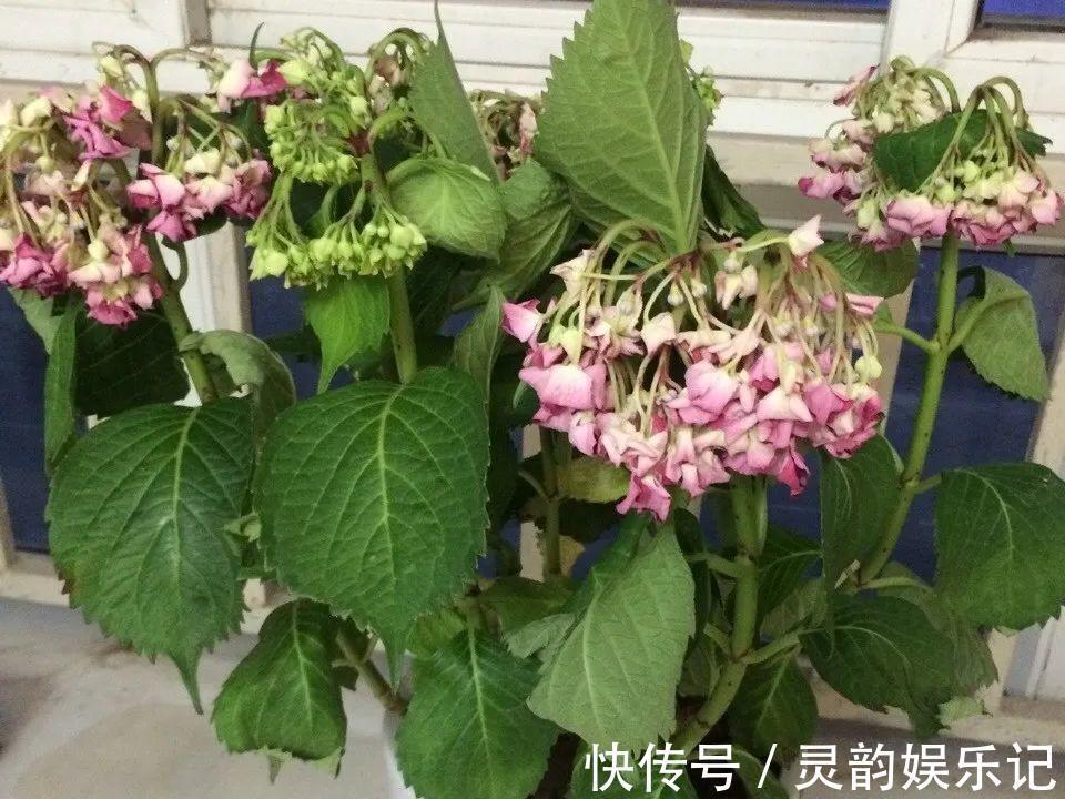 6种花一天不浇水，叶子就耷拉，缺水3天就死翘！