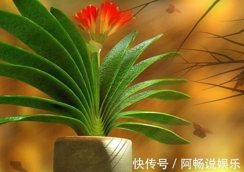 绳子|君子兰养不好，关键是不知道几个技巧，不然分分钟开到爆！