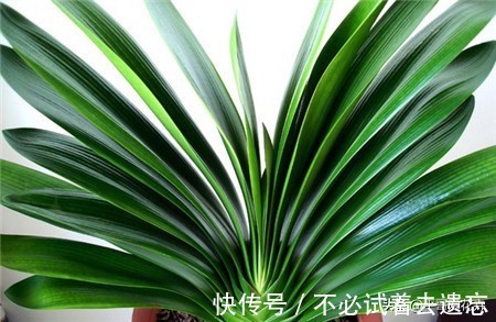 8月养君子兰，浇水是“关键”，教你学“2招”，根壮叶绿、开花艳