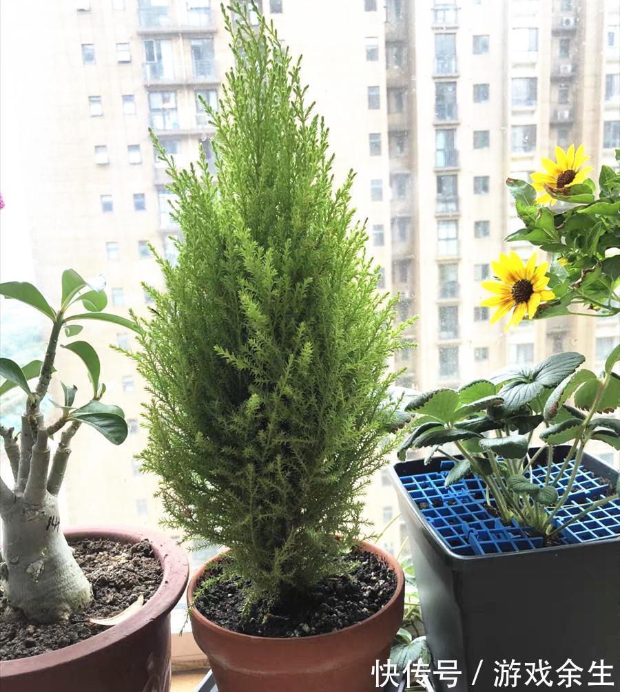 3种“小盆景”能香几十年,客厅养一盆,小巧高雅,富贵不俗