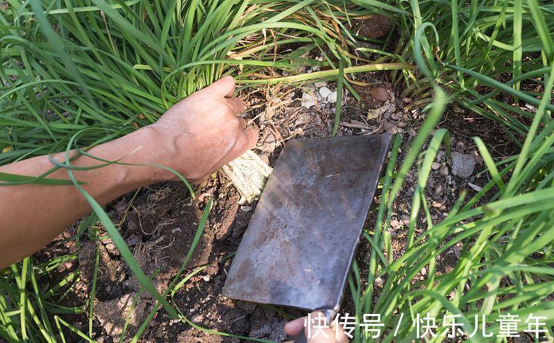 栽种|5步教你盆栽韭菜,根根粗壮“像小葱”,过年割了,包饺子