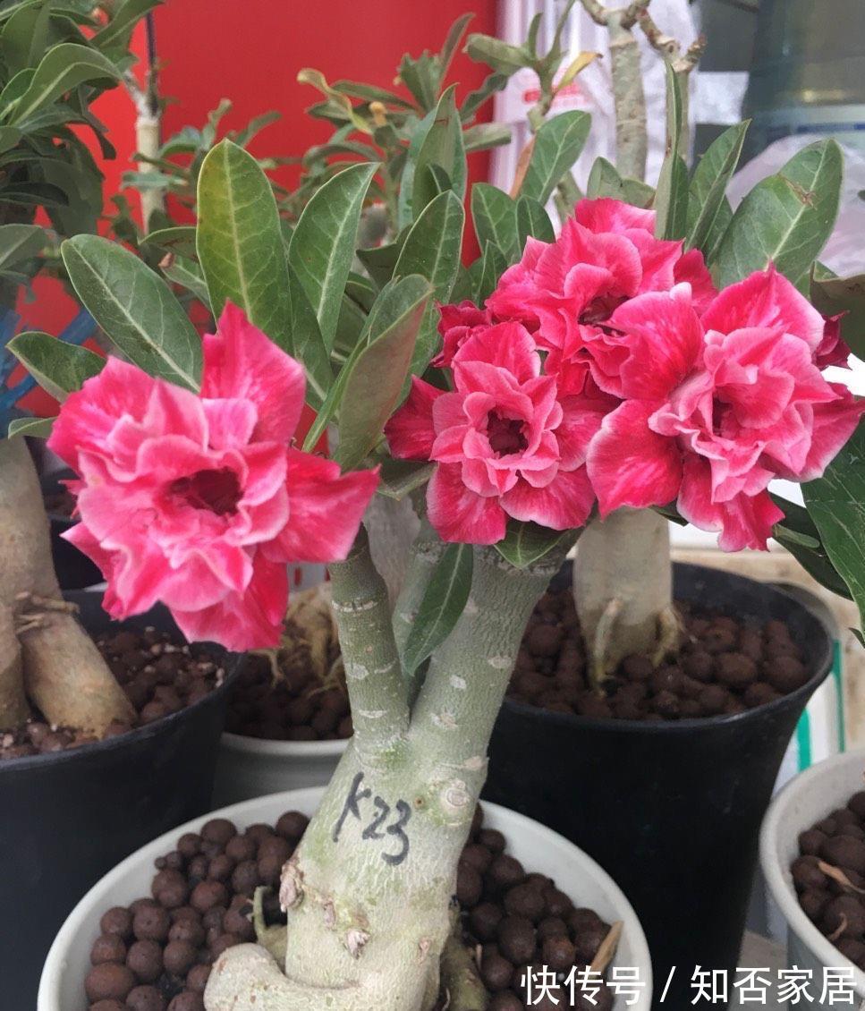 阳台上|4种花耐旱耐高温，花漂亮很好养，不用怎么管也长势很旺