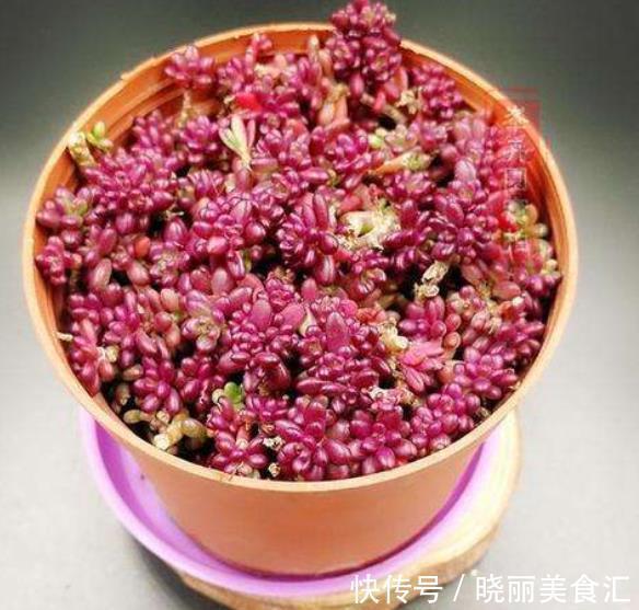 6种多肉爱爆崽,越晒颜色越靓丽,轻松爆盆,从花盆里“流出来”