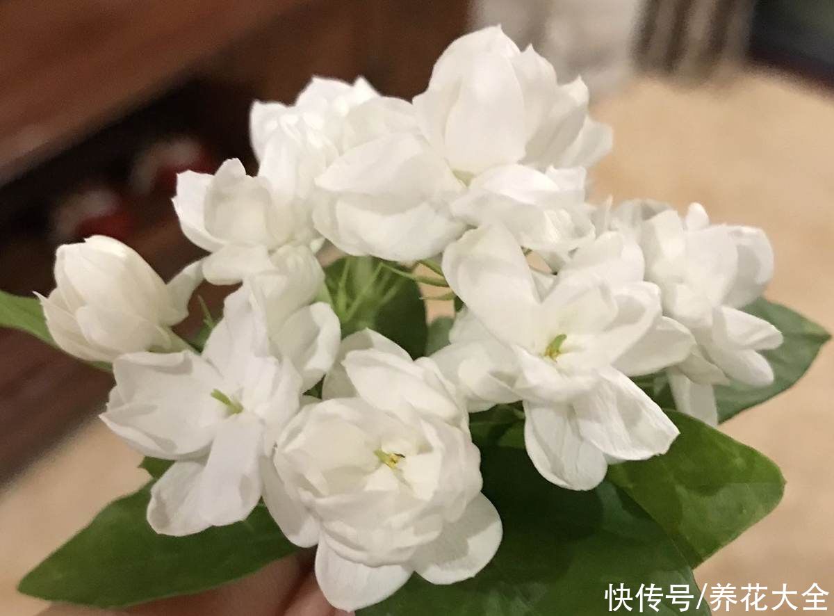 茉莉黄叶落叶|茉莉黄叶落叶怎么办?教你轻松养茉莉,重新繁茂